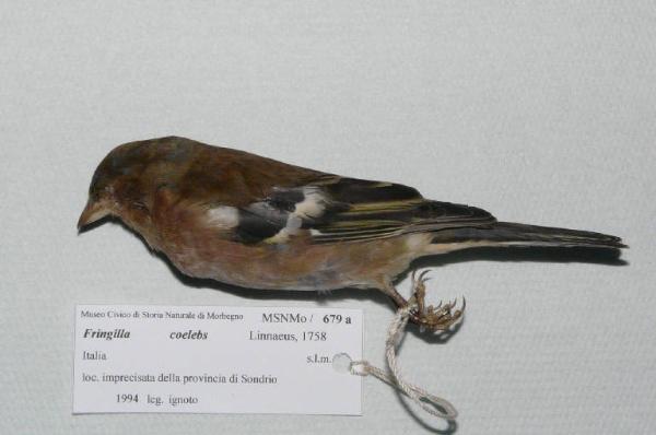 Fringilla coelebs