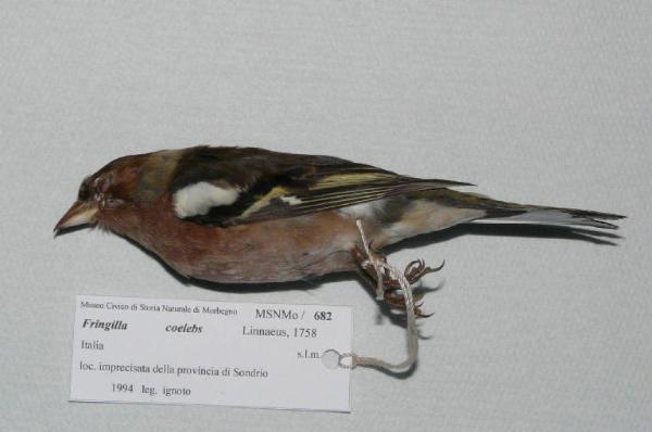 Fringilla coelebs