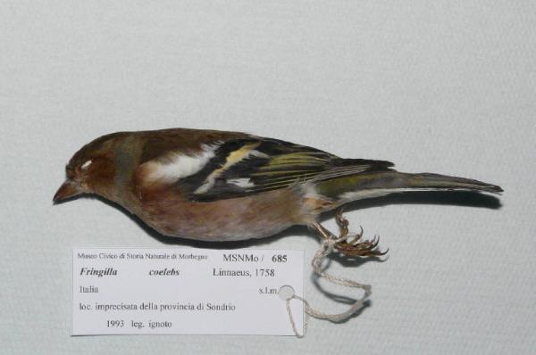 Fringilla coelebs