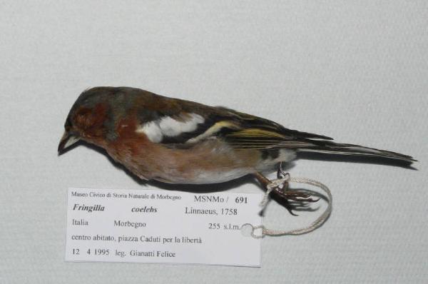 Fringilla coelebs