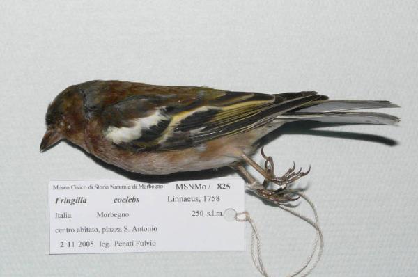 Fringilla coelebs