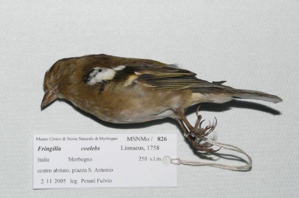 Fringilla coelebs