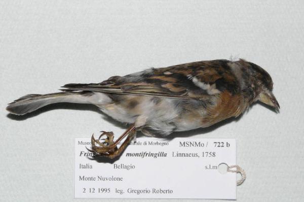 Fringilla montifringilla