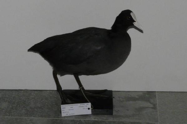 Fulica atra