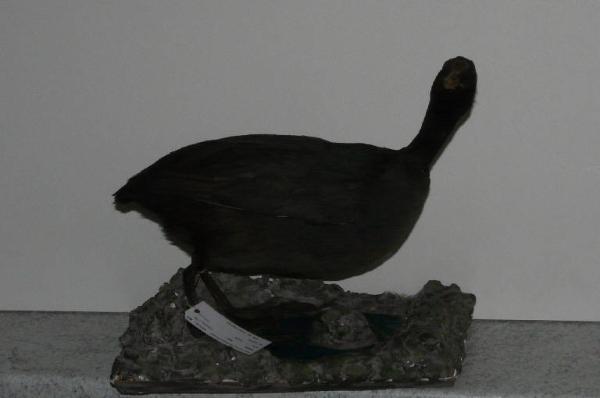 Fulica atra