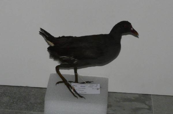 Gallinula chloropus