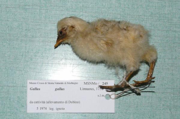 Gallus gallus