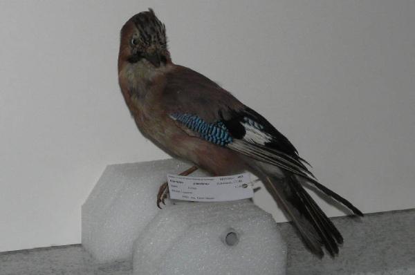 Garrulus glandarius