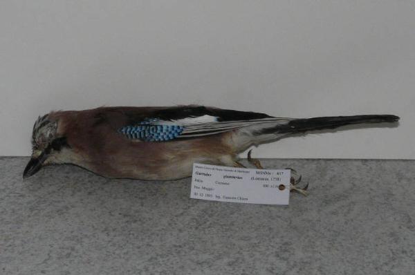 Garrulus glandarius