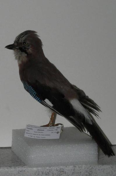 Garrulus glandarius