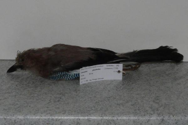 Garrulus glandarius