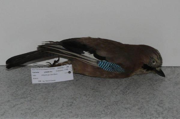 Garrulus glandarius