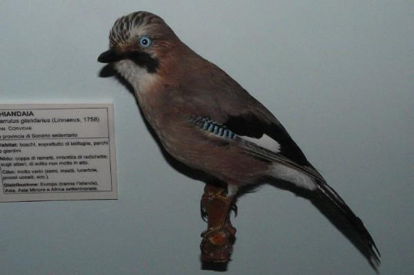 Garrulus glandarius