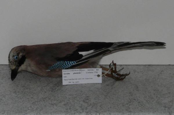 Garrulus glandarius