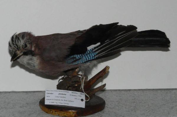 Garrulus glandarius