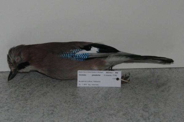 Garrulus glandarius