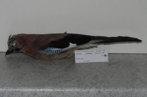 Garrulus glandarius