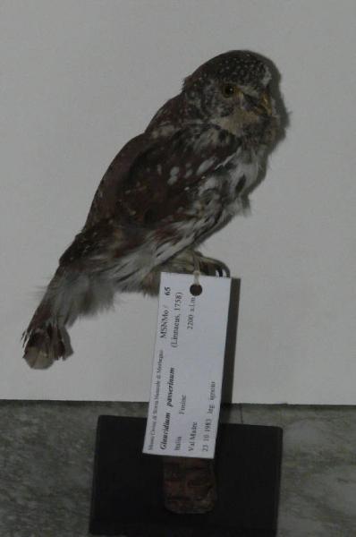 Glaucidium passerinum