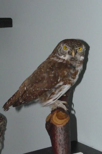 Glaucidium passerinum