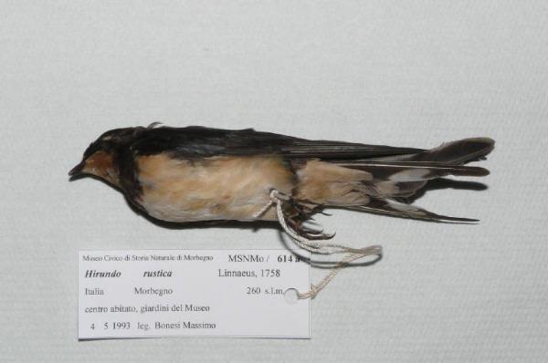 Hirundo rustica