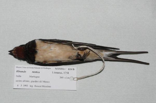 Hirundo rustica