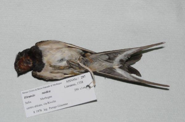 Hirundo rustica