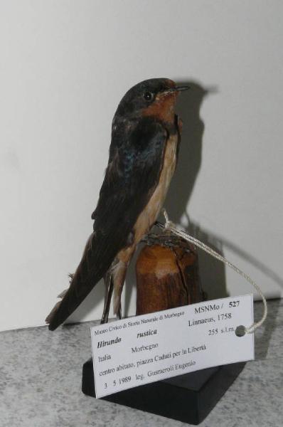 Hirundo rustica