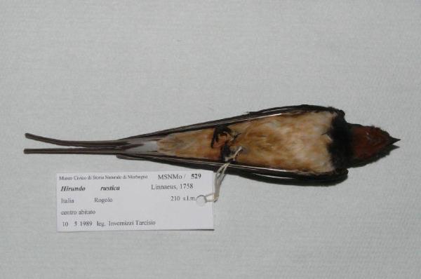 Hirundo rustica