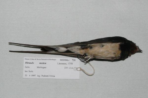 Hirundo rustica