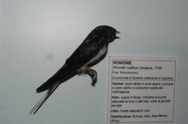 Hirundo rustica