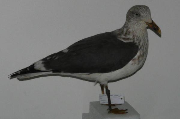 Larus fuscus