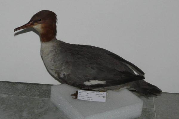 Mergus merganser