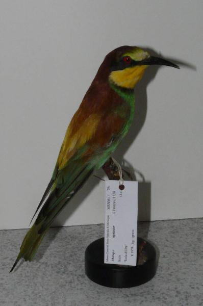 Merops apiaster