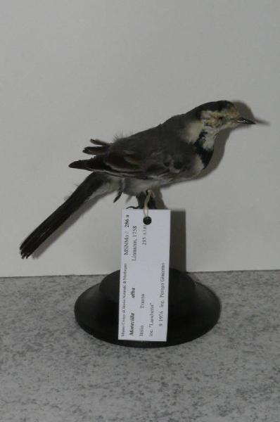 Motacilla alba