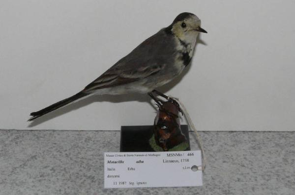 Motacilla alba