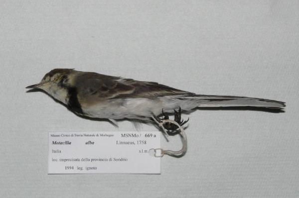 Motacilla alba