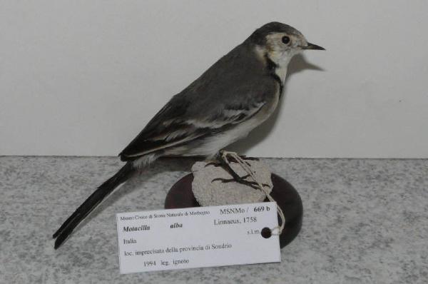 Motacilla alba