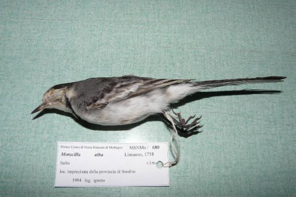 Motacilla alba