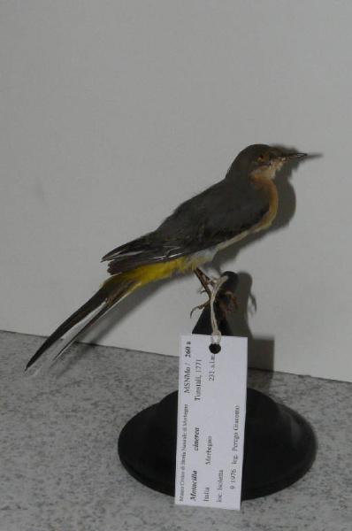 Motacilla cinerea