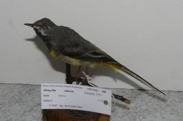 Motacilla cinerea