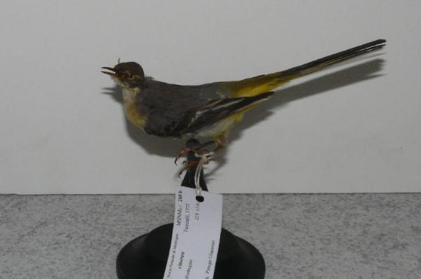 Motacilla cinerea