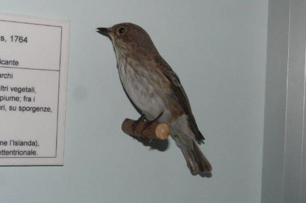 Muscicapa striata