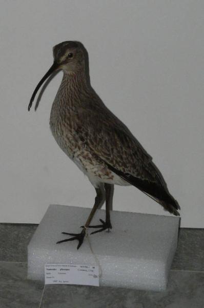 Numenius phaeopus