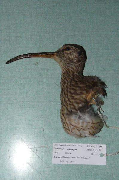 Numenius phaeopus