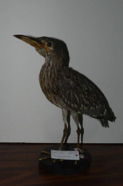 Nycticorax nycticorax