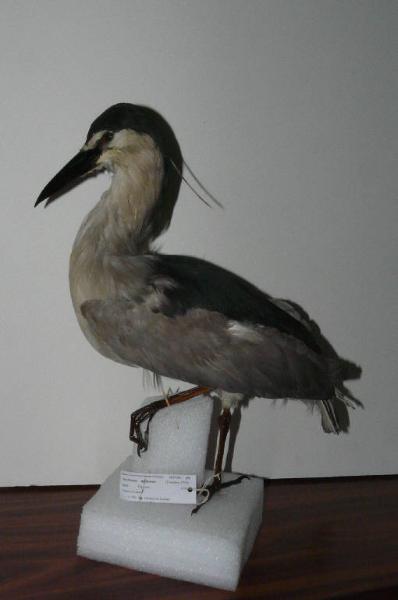 Nycticorax nycticorax