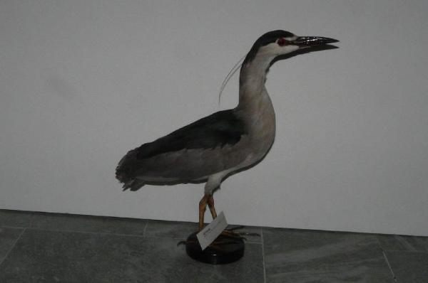 Nycticorax nycticorax