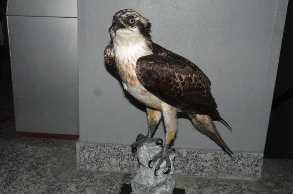 Pandion haliaetus