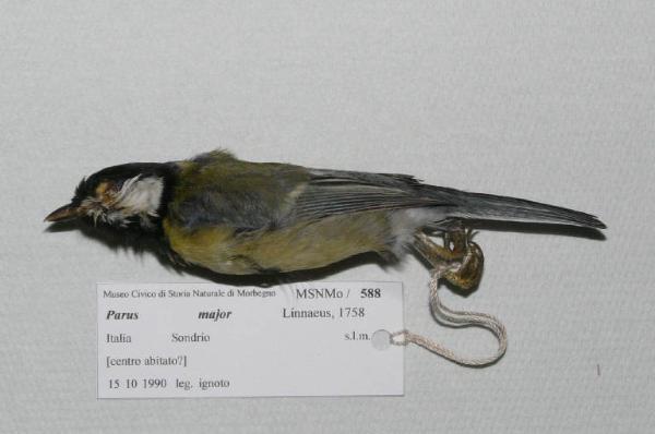 Parus major