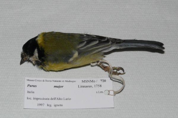 Parus major